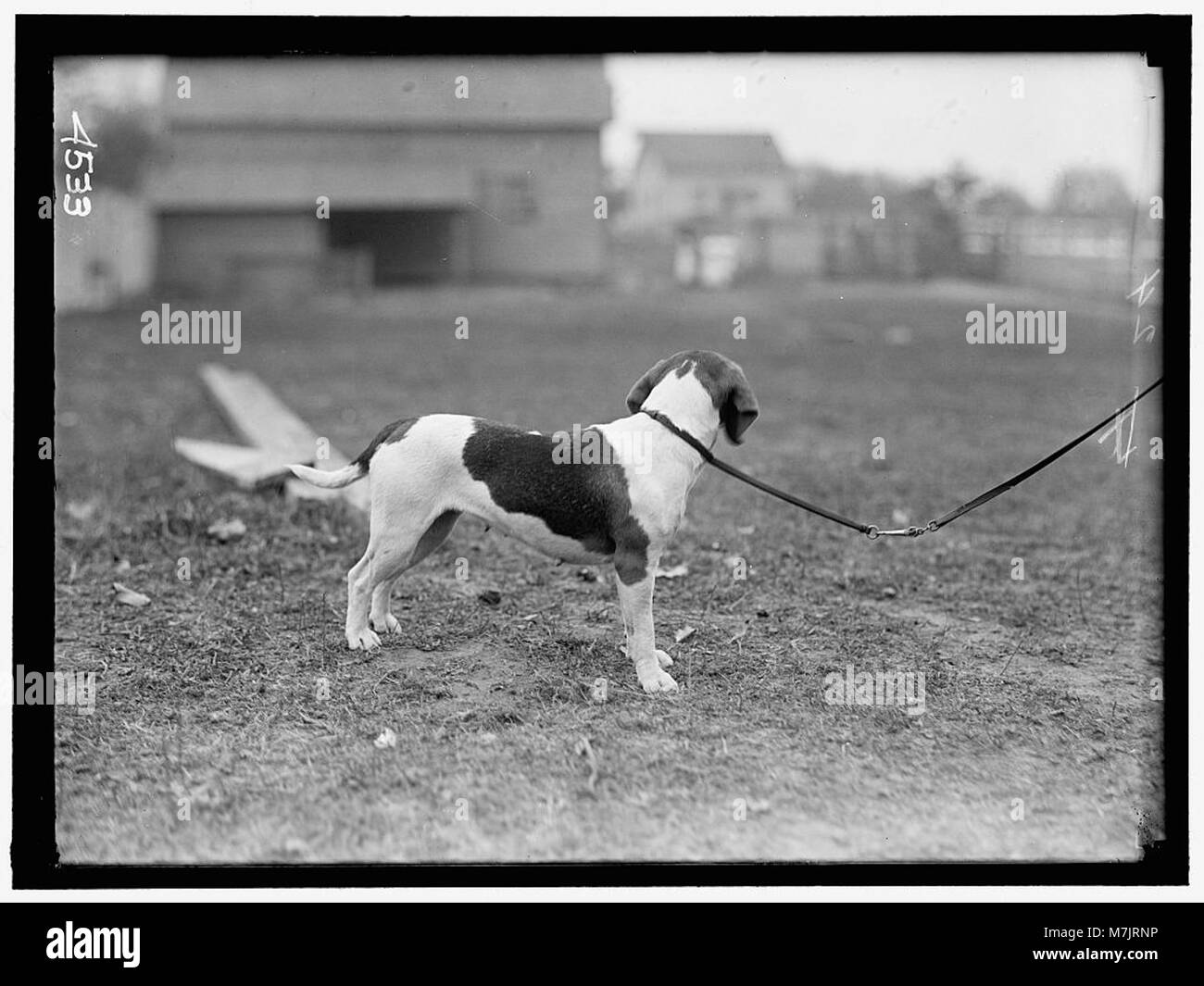 Hunde im Besitz von Raymond Belmont, die im National Beagle Club of America vertreten sind und die Merkmale und Geschichte der Rasse hervorheben. Stockfoto