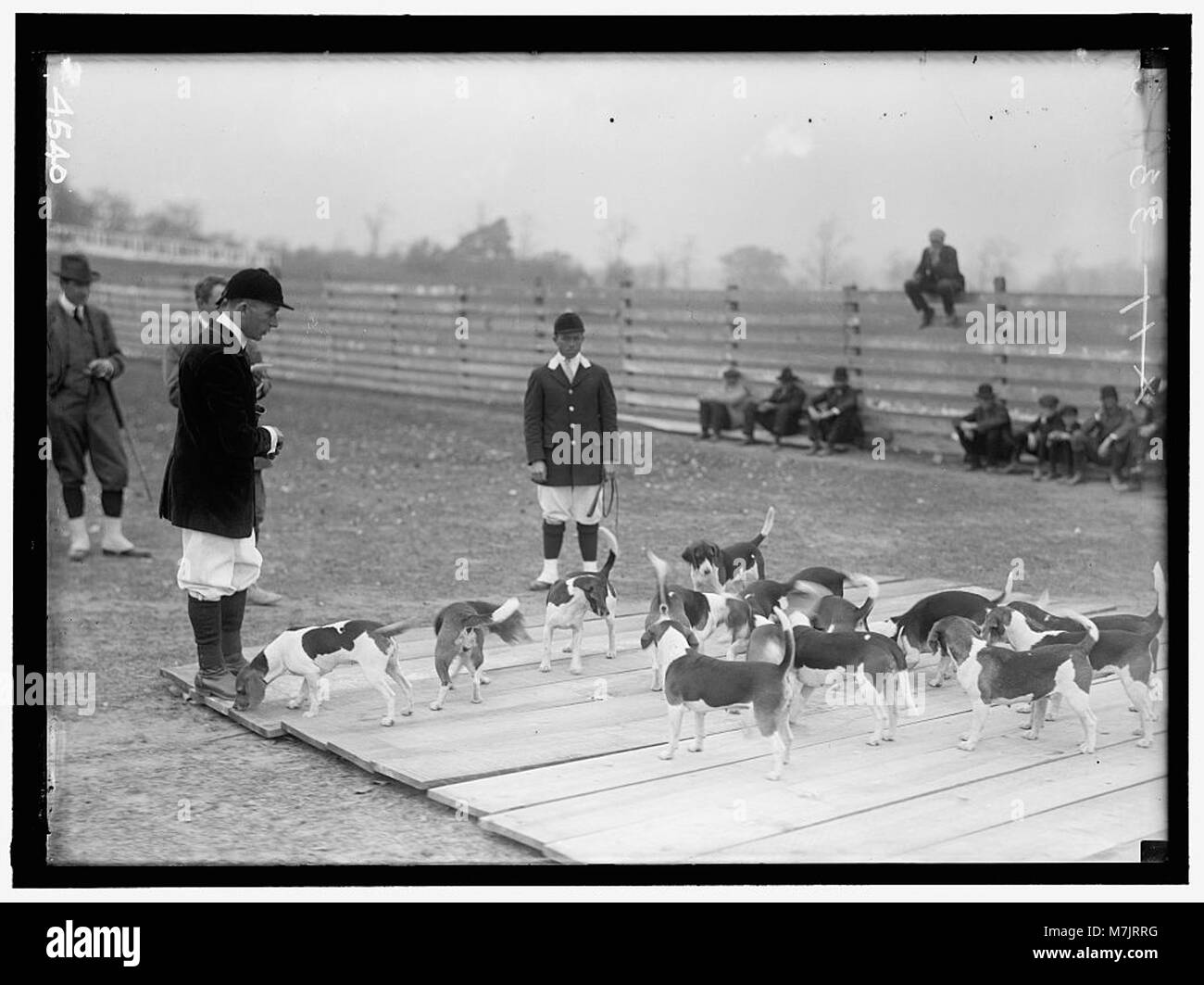 Ein Bild, das die Wheatley Beagles, Mitglieder des National Beagle Club of America, zeigt und die Eigenschaften und den Ruf der Rasse unterstreicht. Stockfoto