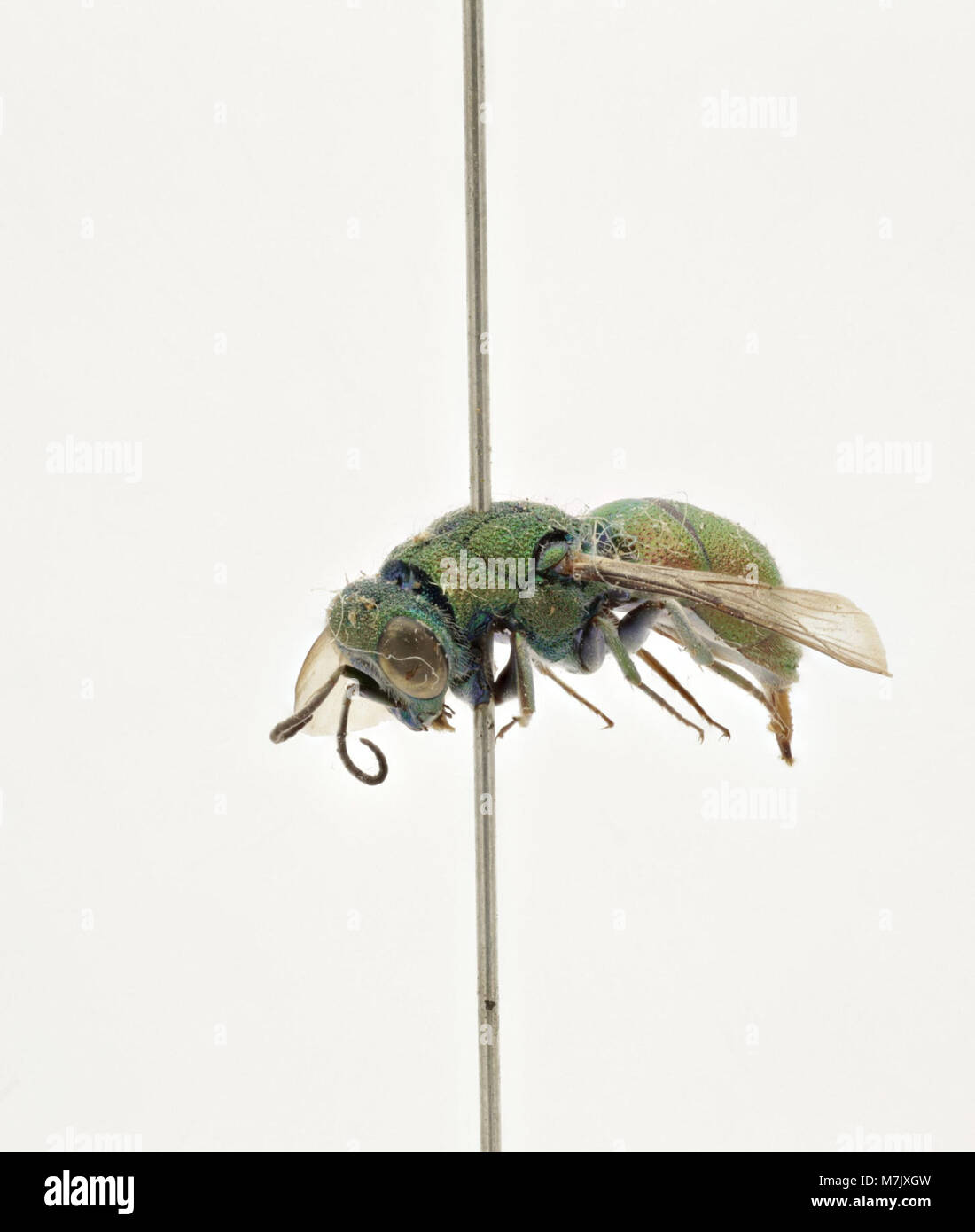 Chrysis marqueti ist eine Art der Kuckuckwespe, die für ihre metallische, schillernde Farbe bekannt ist. Es ist Teil der Zoosphere-Sammlung und hebt seine einzigartigen physischen Eigenschaften und seine Rolle in der Natur hervor. Stockfoto