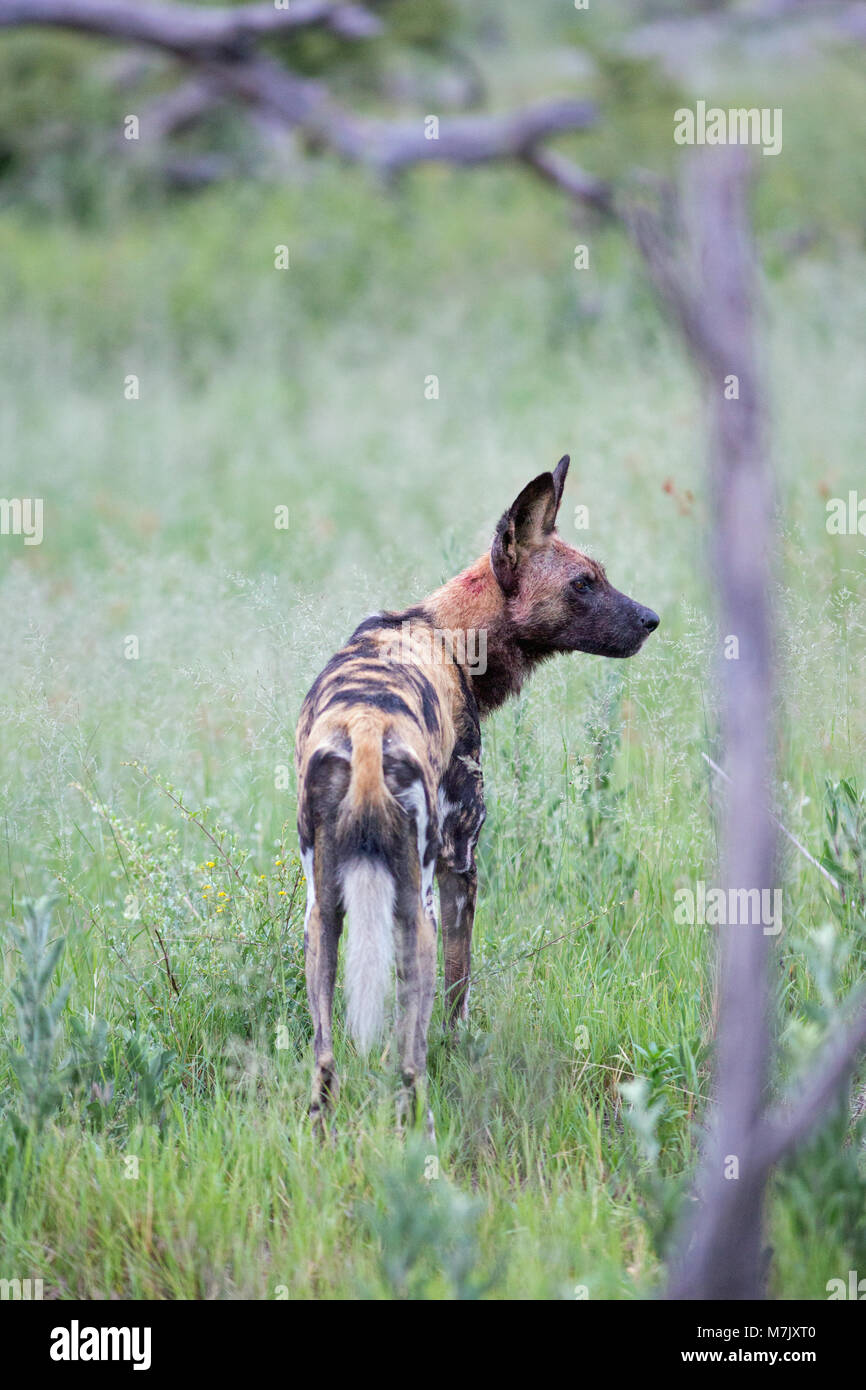 Afrikanische Jagd Hund, oder afrikanischen Wilden Hund oder Afrikanische gemalten Hund oder Wolf gemalt (Lycaon pictus). Stockfoto