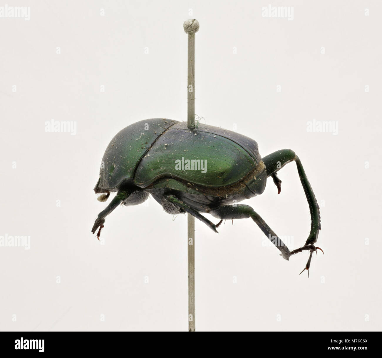 15 Rasenbelüfter Spikes Aus Metall - Für Gesunden Gartenrasen