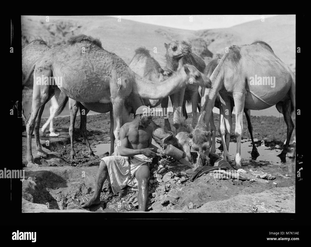 Beerscheba und Umgebung. (Bier Saba). Wadi Shria. Bewässerung Kamele in einem "Aba". Bedouin Gewand LOC 15530 matpc. Stockfoto