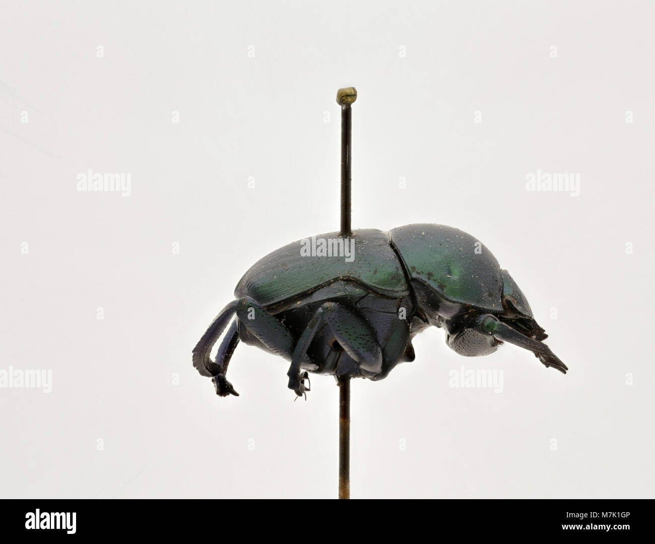 Gymnopleurus splendens, eine Art des Dungkäfers, ist bekannt für seine helle, metallische Farbe und seine Rolle im Ökosystem als Dekomonisten. Stockfoto