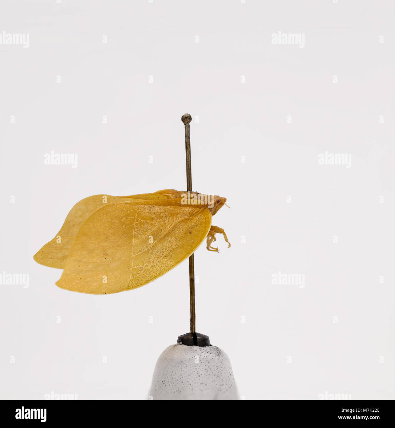 Dieses Bild zeigt Hemidictya frondosa, eine Art innerhalb der Zoosphäre, die für ihre charakteristischen frondenartigen Strukturen identifiziert wurde. Sie ist Teil der vielfältigen Lebensformen in der wissenschaftlichen Klassifikation. Stockfoto