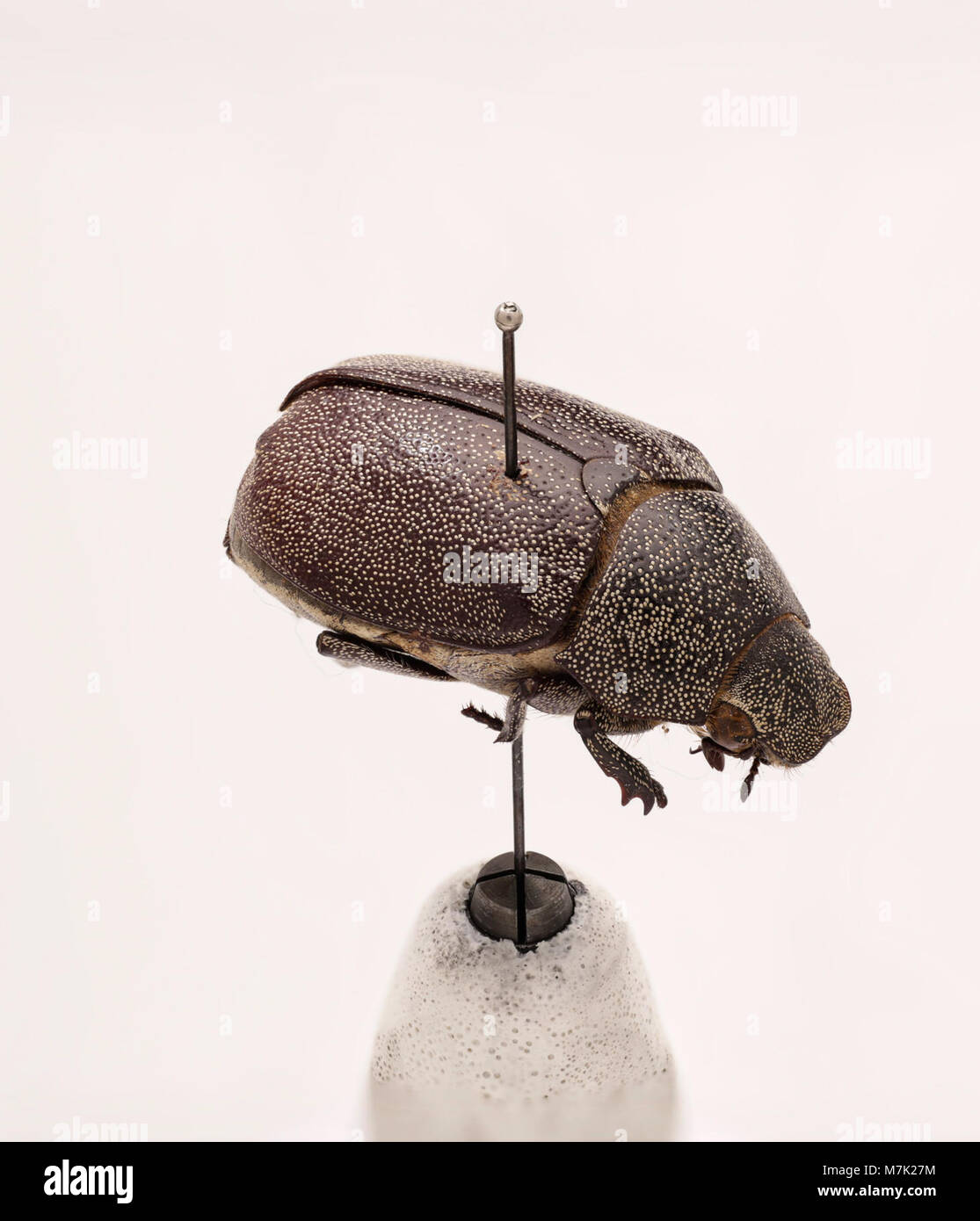 Leucopholis irrorata ist eine Käferart, die für ihre einzigartigen Eigenschaften und ihre Rolle im Ökosystem bekannt ist. Es gehört zur Familie der Coccinellidae, die häufig in der Entomologie untersucht wird. Stockfoto