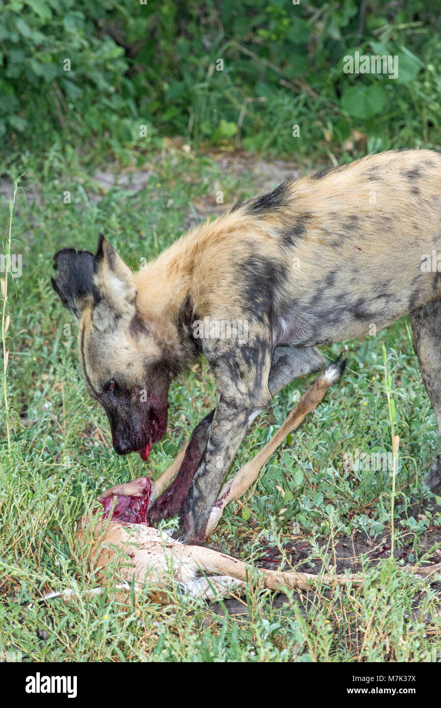 Afrikanische Jagd Hund, oder afrikanischen Wilden Hund oder Afrikanische gemalten Hund oder lackiert Wolve (Lycaon pictus). Pack sich töten, einen Hund mit fore Beine Stockfoto