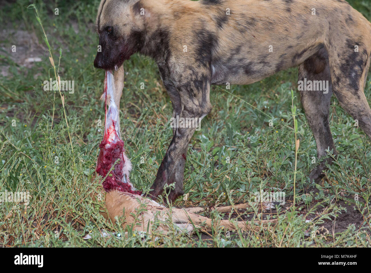 Afrikanischen wilden Jagd Hund (Lycaon pictus). Enthäuten Impala Antilopen Leiche, die blutige Fleisch, halten Sie Körper mit Füßen. Stockfoto