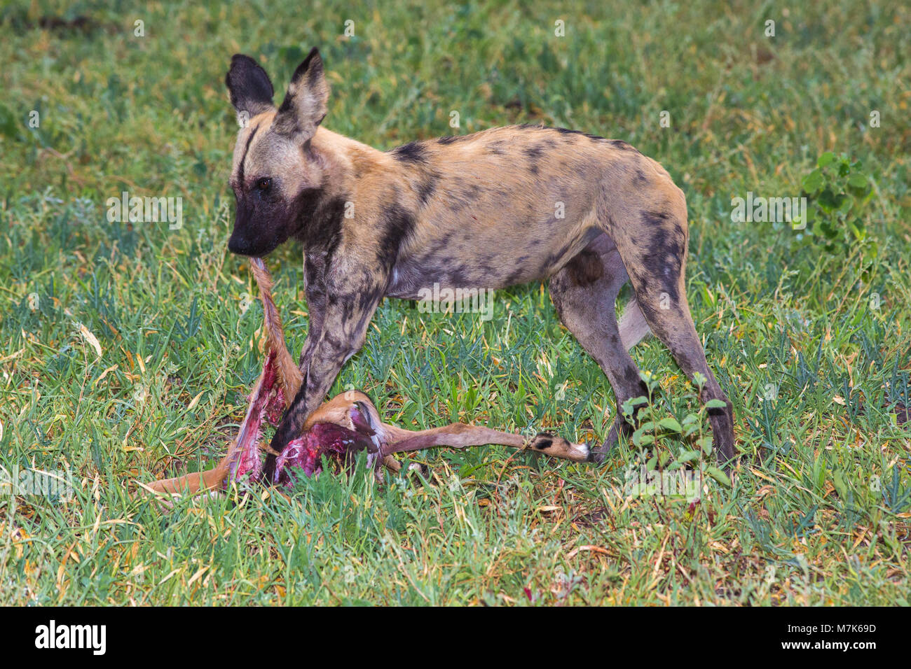 Afrikanische Wildhunde, oder Afrikanische Wildhunde oder Afrikanische Malte Malte Hunde oder Wölfe (Lycaon pictus). Pack sich töten, einem Hund enthäuten und Kaffee Stockfoto
