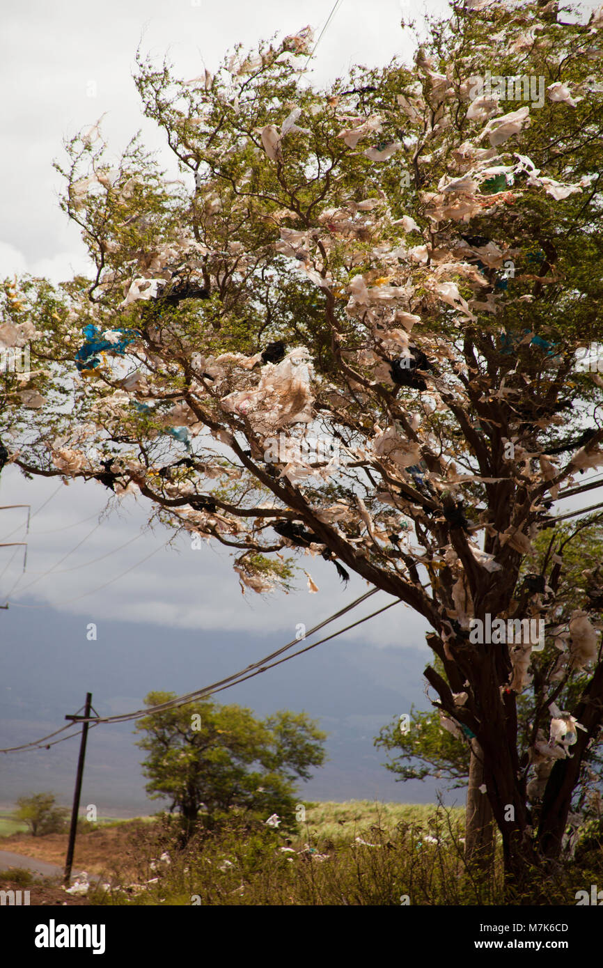 Ein Baum mit Plastiktüten gefüllt, unten Wind aus einer Deponie auf der Insel Maui, Hawaii. Eine landesweite Verbot von Plastiktüten in Kraft trat in J Stockfoto