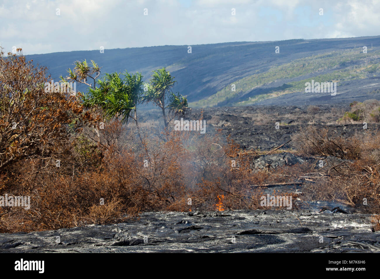 Diese neue Pahoehoe-lava fließt von Kilauea brennt ein Wald bereits isoliert von einem älteren Pahoehoe Fluss in der Nähe von Kalapana, Big Island, Hawaii. Stockfoto