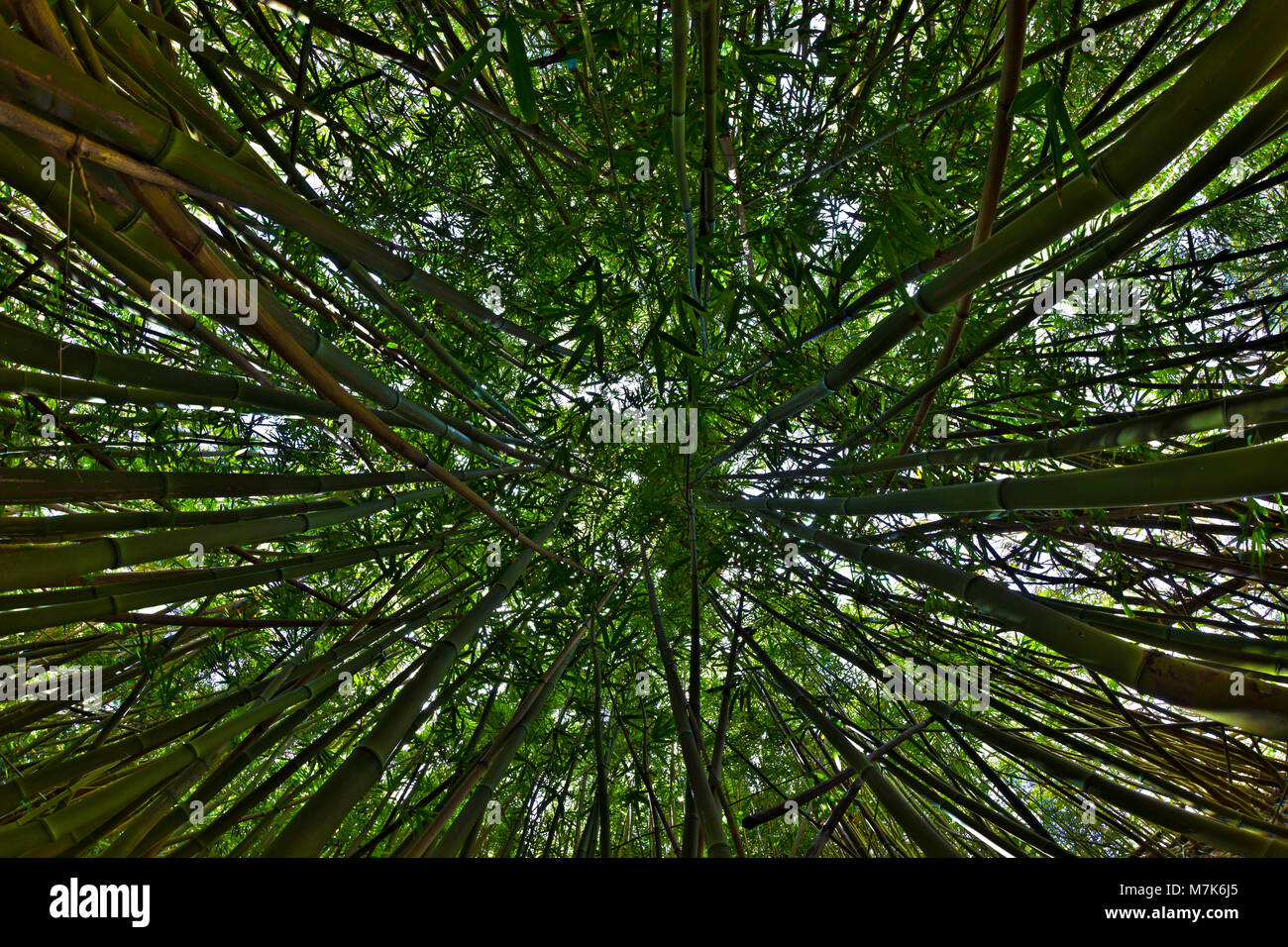 Blick nach oben in Richtung Baumkronen in einem Bambuswald in der West Maui Berge, Hawaii. Stockfoto