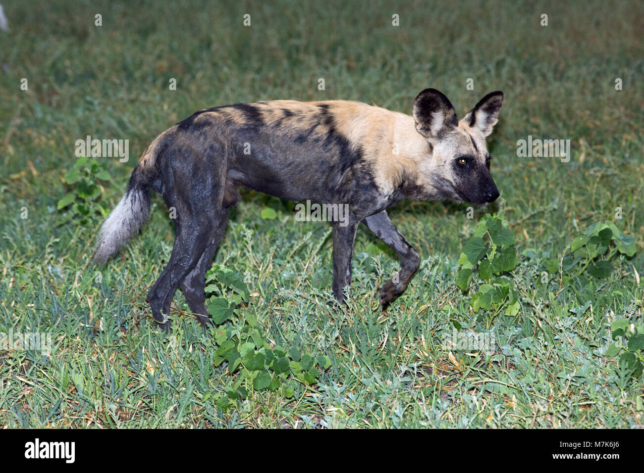 Afrikanische Jagd Hund, Afrikanischer Wildhund, oder gemalten Hund oder Wolf, lackiert (Lycaon pictus). Sehr nass Tier in durch feuchte Wiesen und Wasser fr ausführen Stockfoto
