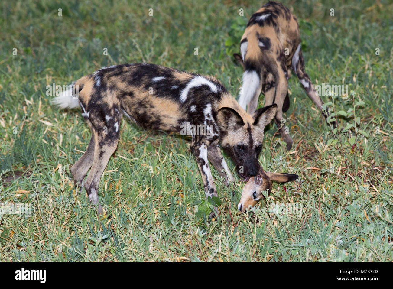 Afrikanische Jagd Hund, Afrikanischer Wildhund, oder gemalten Hund oder Wolf, lackiert (Lycaon pictus). Jüngere Mitglied der Pack Links mit dem Kopf des Getöteten I Stockfoto