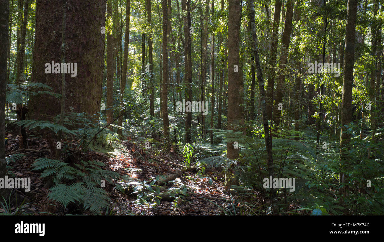 Eine große Kauri wird durch das Ökosystem Es unterstützt umgeben. Der Baum ist mit Kauri infiziert zurück Krankheit sterben. Stockfoto