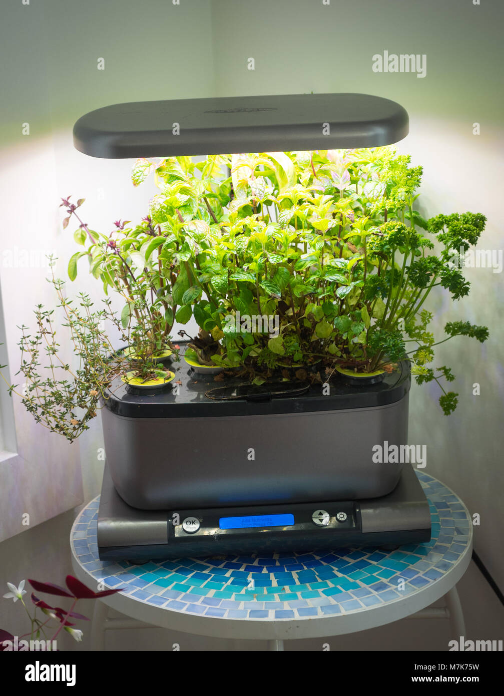 Eine Miracle-Gro AeroGarden, ein beliebtes Haus Wintergarten, hydrokulturen verwendet, Kräuter und Gemüse wachsen. Stockfoto