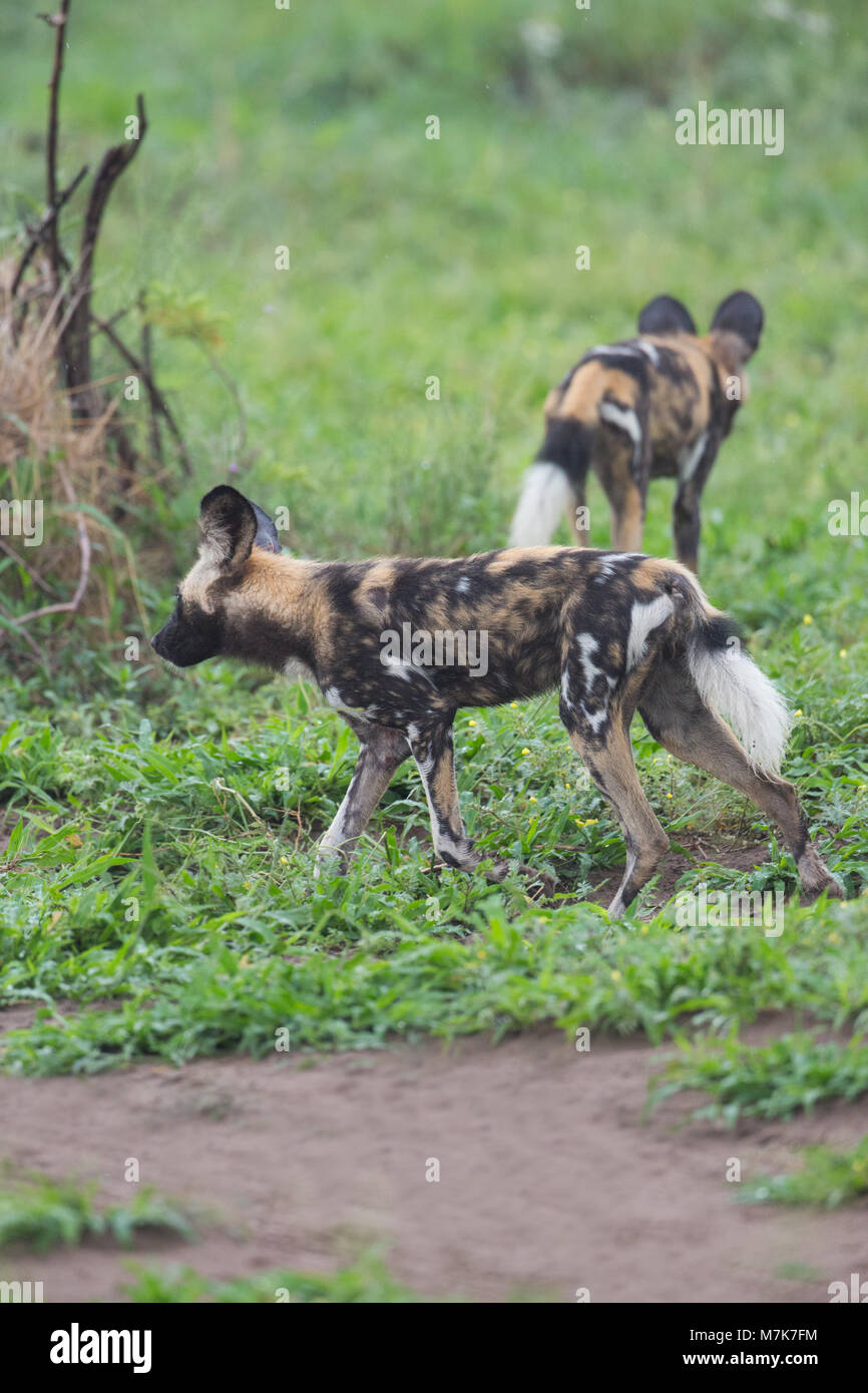 Afrikanische Wildhunde, oder Afrikanische Wildhunde oder Afrikanische Malte Malte Hunde oder Wölfe (Lycaon pictus). Stockfoto