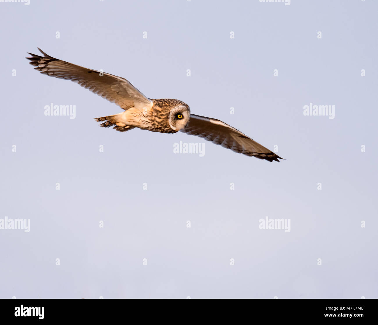Eine wilde Short Eared Owl (Asio Flammeus) im Flug auf der Suche nach Beute, Gloucestershire Stockfoto