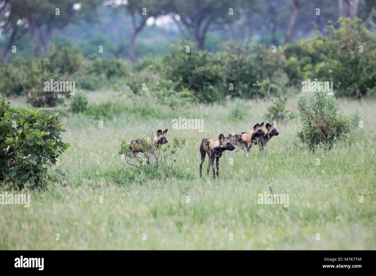 Afrikanische Jagd Hund, Afrikanischer Wildhund, oder gemalten Hund oder Wolf, lackiert (Lycaon pictus). Pack Mitglieder positionieren sich um Bush Abdeckung, bereit, t Stockfoto