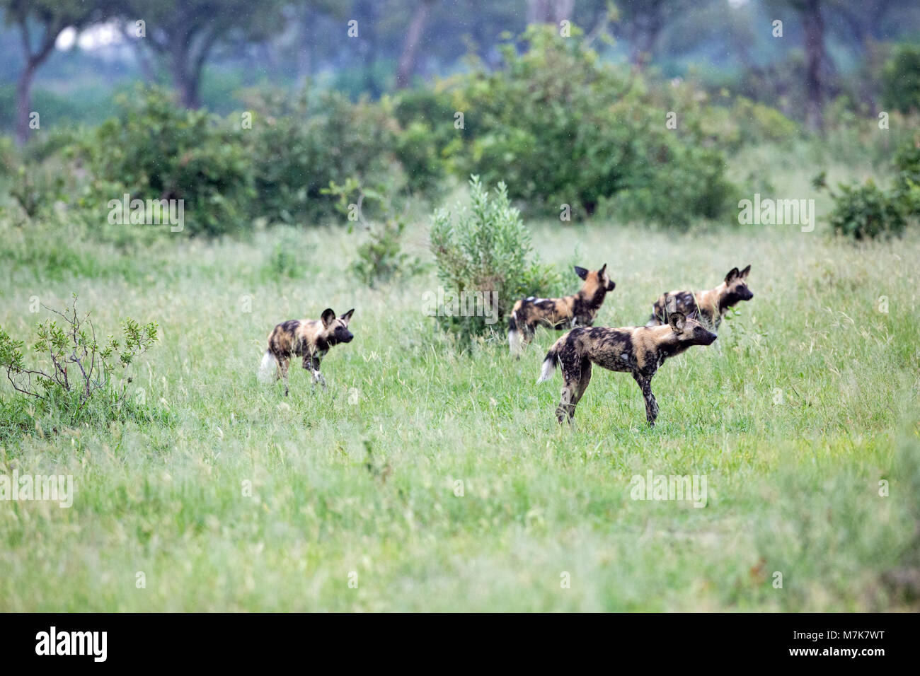 Afrikanische Jagd Hund, Afrikanischer Wildhund, oder gemalten Hund oder Wolf, lackiert (Lycaon pictus). Vier pack Mitglieder positionieren sich um Bush, re Stockfoto