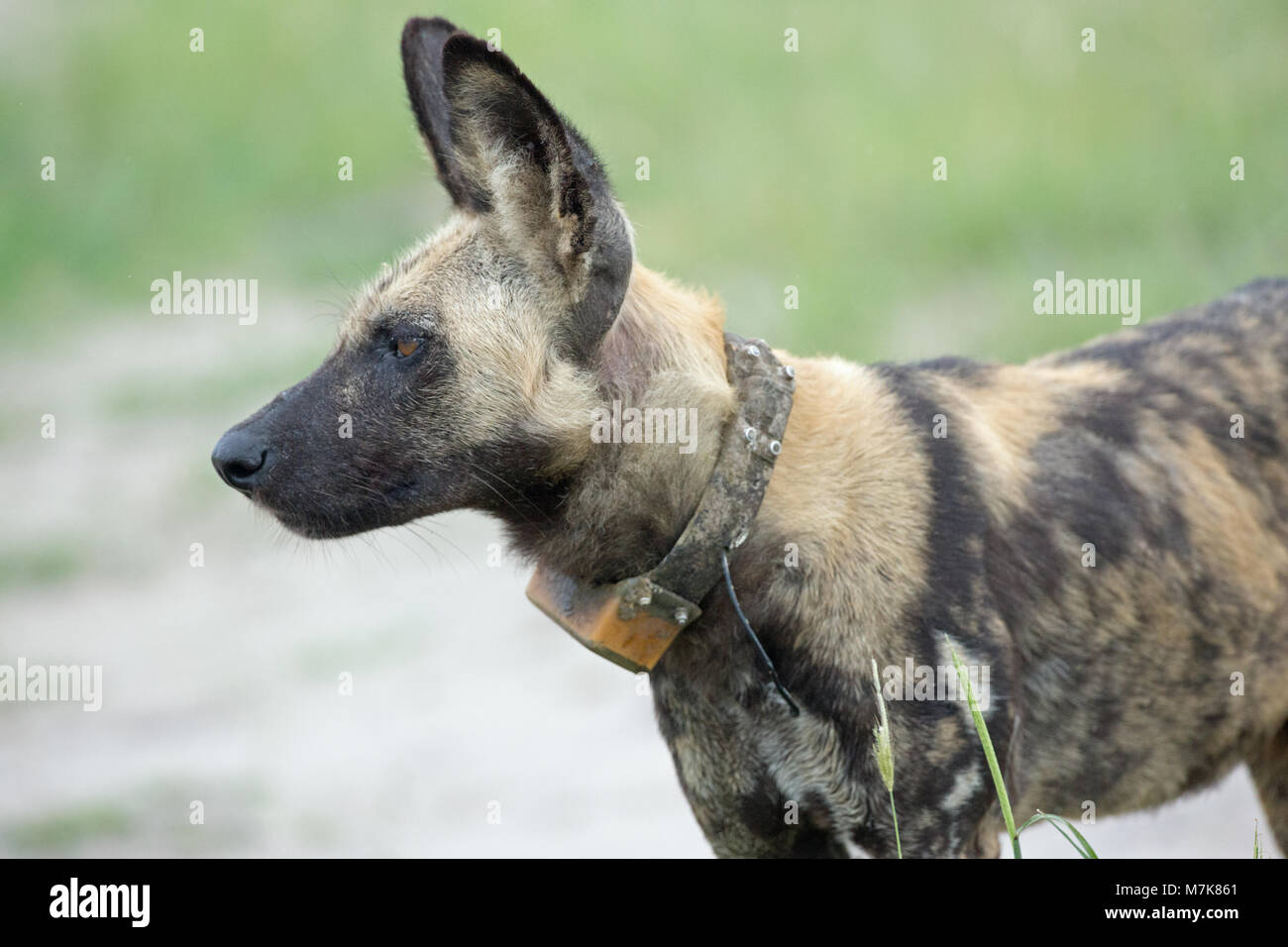 Afrikanische Jagd Hund (Lycaon pictus). Tier ausgestattet mit Radio tracking Halsband. In Moremi National Park. Okavango Delta. Botswana. Stockfoto