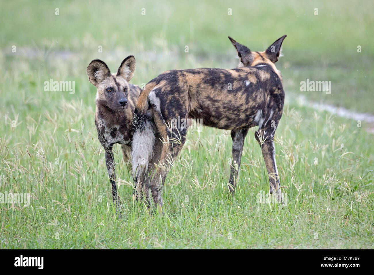 Afrikanische Wildhunde (Lycaon pictus). Wahrscheinlich Geschwister leben innerhalb eines größeren Pack, wachsam und warten, dass andere näher Anwesenheit von Potenti anzuzeigen Stockfoto