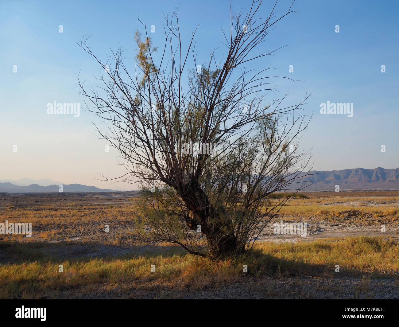 Büsche und Wüste Vegetation bei Tecopa Hot Springs, in der Nähe von Death Valley National Park Stockfoto