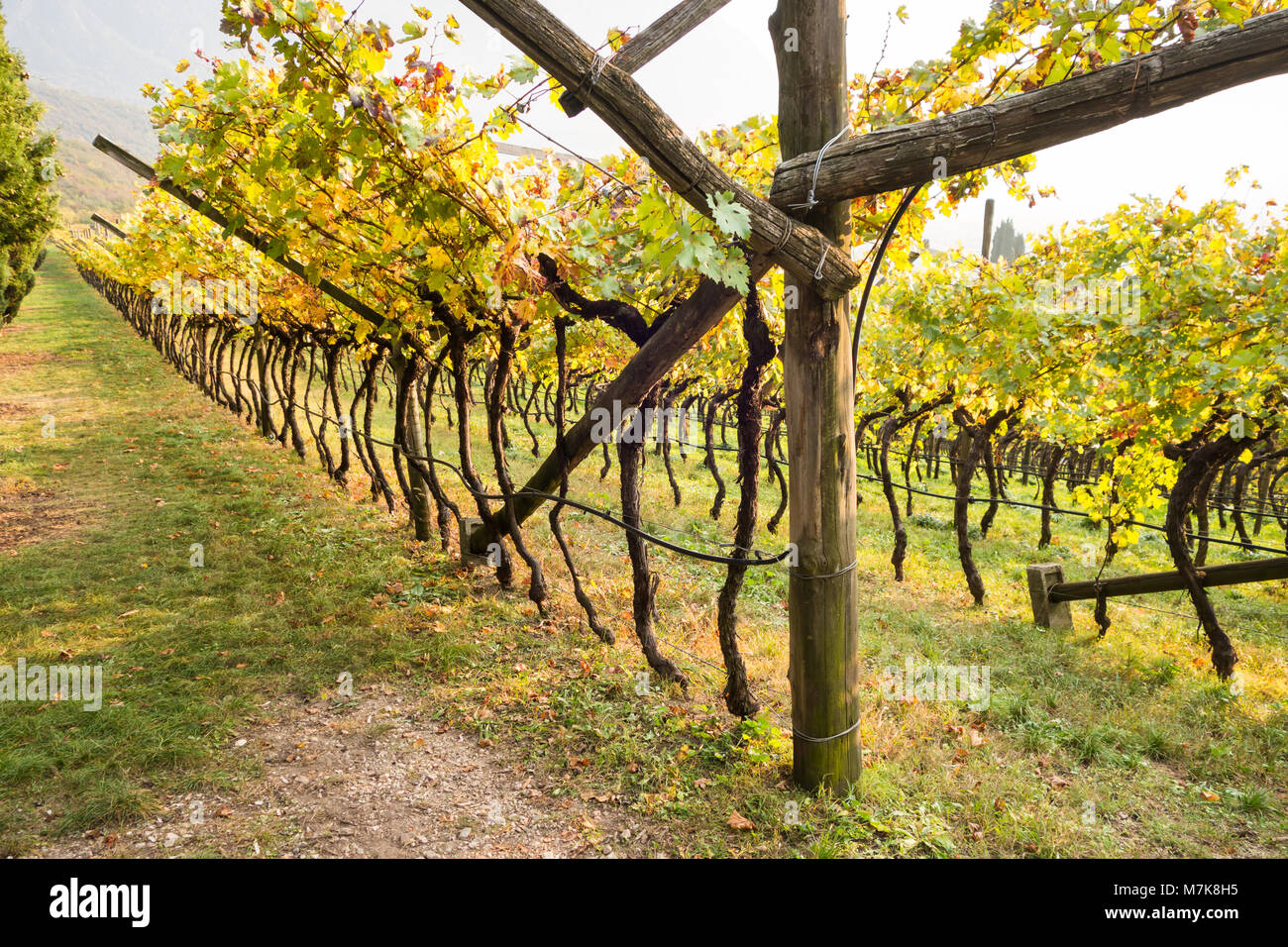 Weinberg nach der Ernte Stockfoto