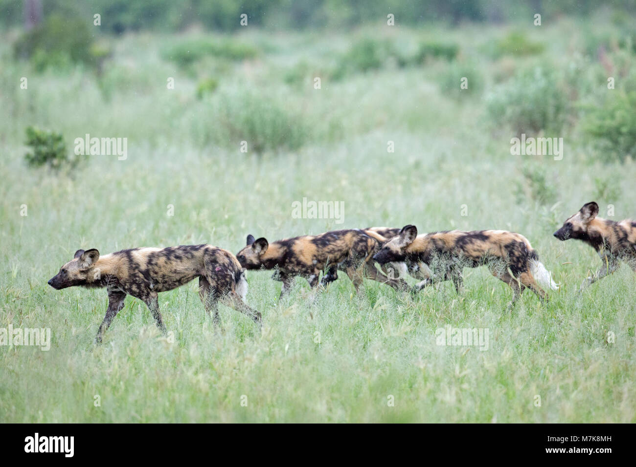 Afrikanische Jagd Hund, Afrikanischer Wildhund, oder gemalten Hund oder Wolf, lackiert (Lycaon pictus). Pack Mitglieder positionieren sich um Bush Abdeckung, bereit, t Stockfoto