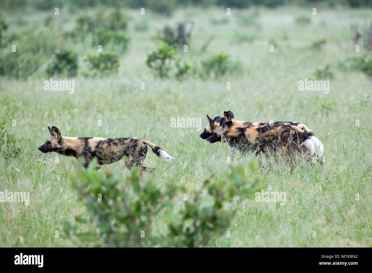 Afrikanische Jagd Hund, Afrikanischer Wildhund, oder gemalten Hund oder Wolf, lackiert (Lycaon pictus). Pack Mitglieder positionieren sich um Bush Abdeckung, bereit, t Stockfoto