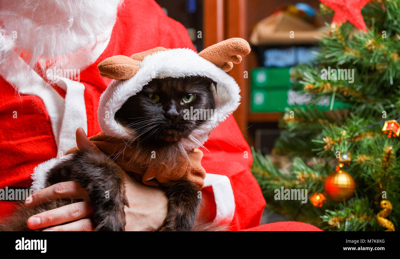 Bild der schwarzen Katze in den Rotwild am Santa's Arms Stockfoto