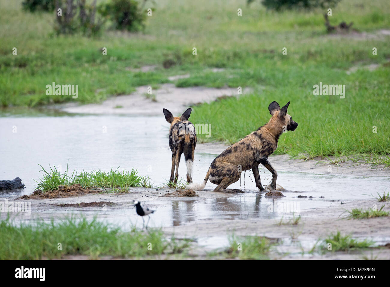 Afrikanische Jagd Hund, Afrikanischer Wildhund, oder gemalten Hund oder Wolf, lackiert (Lycaon pictus). Zwei aus einem pack Baden in einen flachen Pool, der von den neuen Dow gebildet Stockfoto