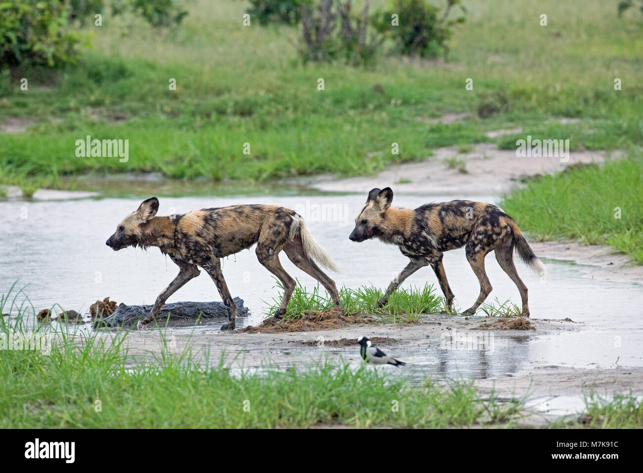 Afrikanische Wildhunde (Lycaon pictus). Zwei eher nass und schmutzig Tiere Rücksendung von defekten Jagd in strömenden Regen. Januar. Okavango Delta. Bot Stockfoto