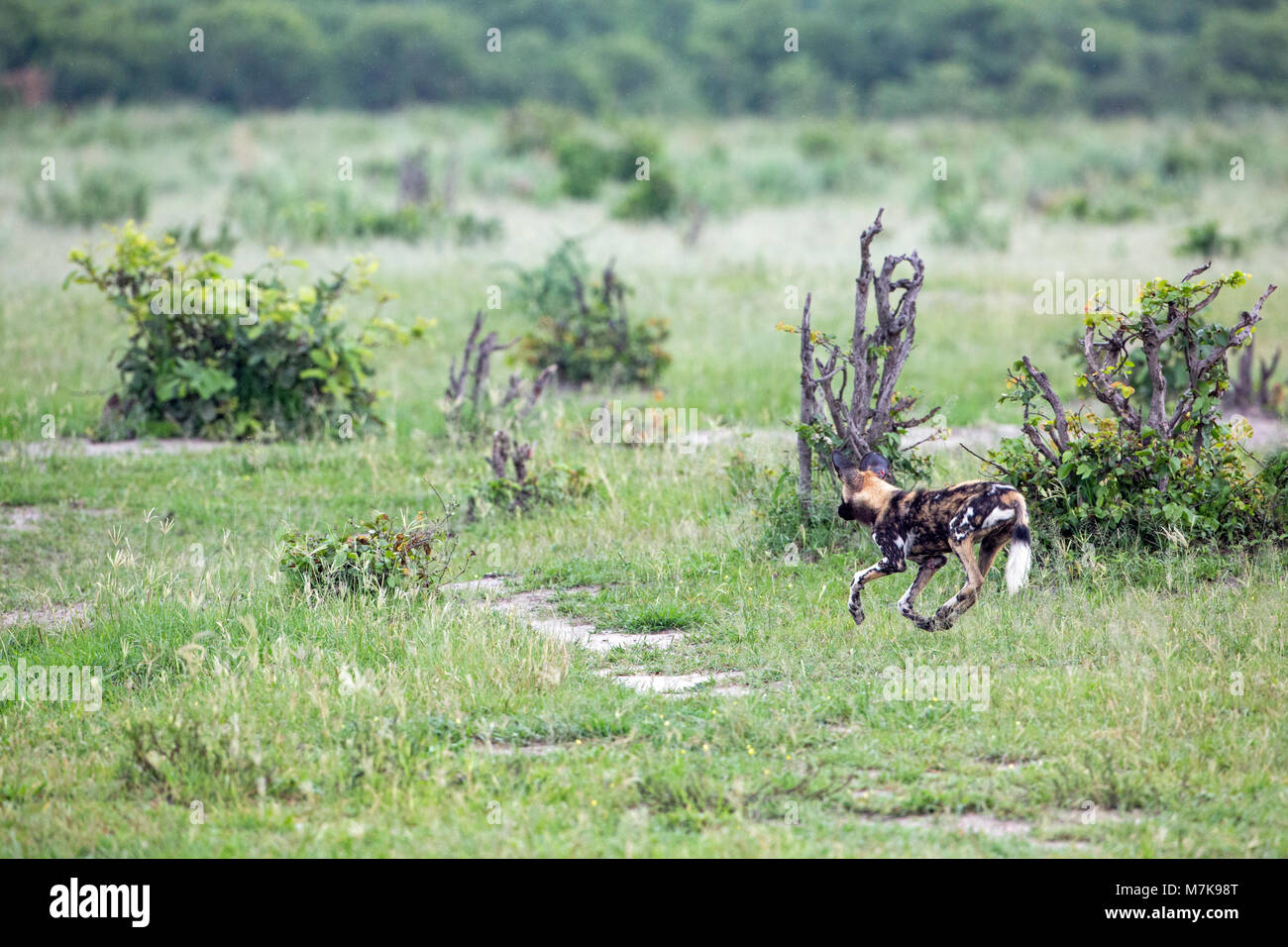 Afrikanische Jagd Hund, Afrikanischer Wildhund, oder gemalten Hund oder Wolf, lackiert (Lycaon pictus). Ein pack positioniert sich um Bush, bereit zu m Stockfoto