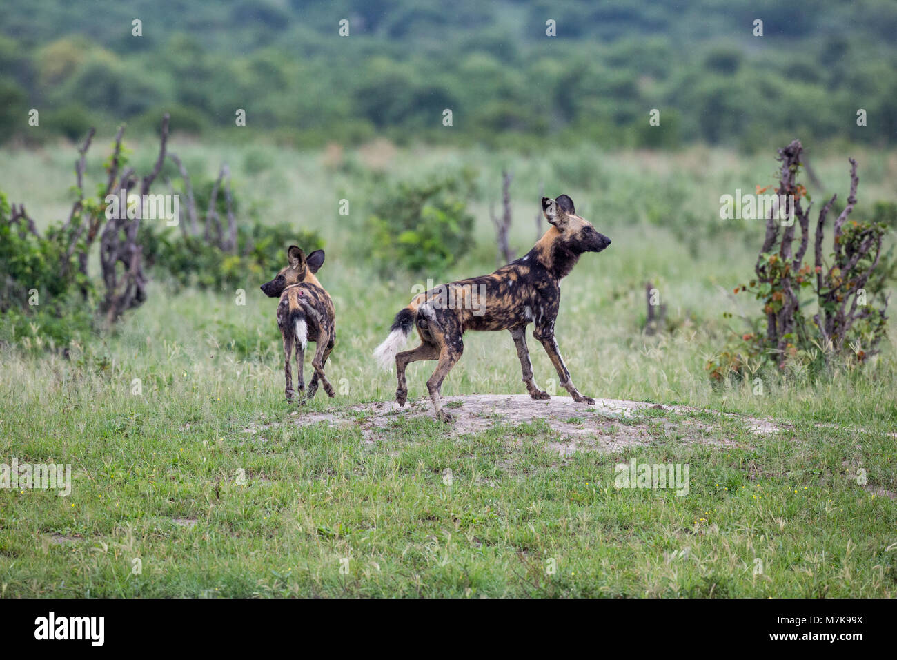 Afrikanische Hunting​ Hunde, oder Afrikanische Wildhunde oder Afrikanische Malte Malte Hunde oder Wölfe (Lycaon pictus). Zwei Tiere, alarmiert der Körperhaltung, dass andere gehört Stockfoto