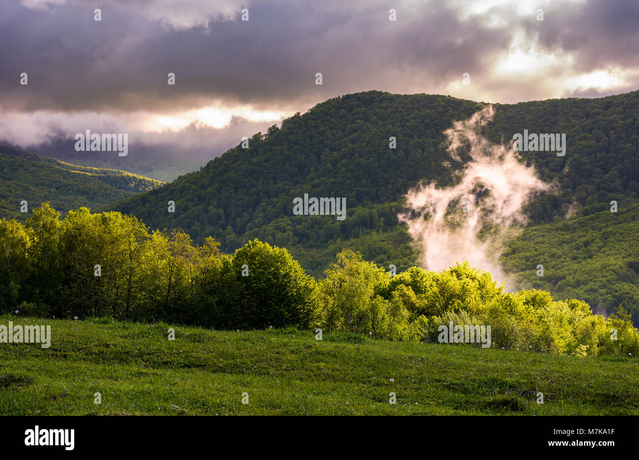 Nebel über dem Wald am Hang steigt. schönen bergigen Landschaft Stockfoto