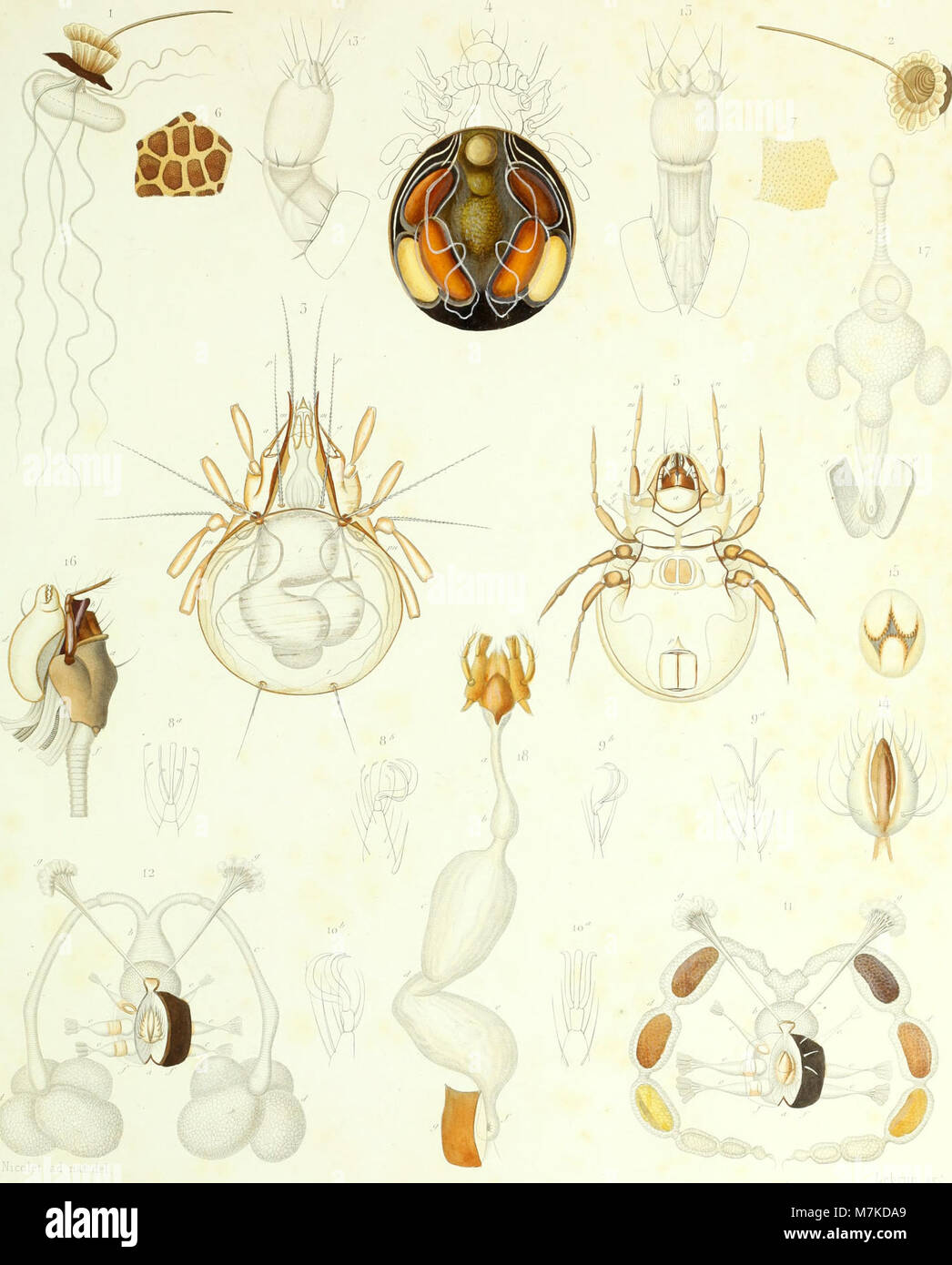 Dieses Bild stammt aus dem Archiv des Muséum d'histoire naturelle aus dem Jahr 1836. Es fängt einen bedeutenden Moment in der Geschichte der naturwissenschaftlichen Sammlungen ein und hebt die Beiträge des Museums zur wissenschaftlichen Forschung hervor. Stockfoto