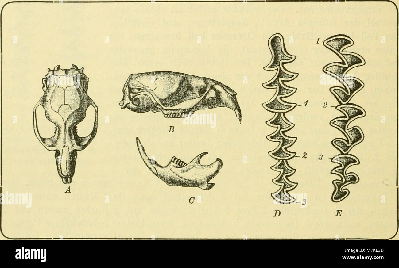 Dieses böhmische wissenschaftliche Archiv von 1891 bis 1893 dokumentiert naturgeschichtliche Forschungen und dokumentiert die Biodiversität, Geologie und Umweltmerkmale der Region. Stockfoto