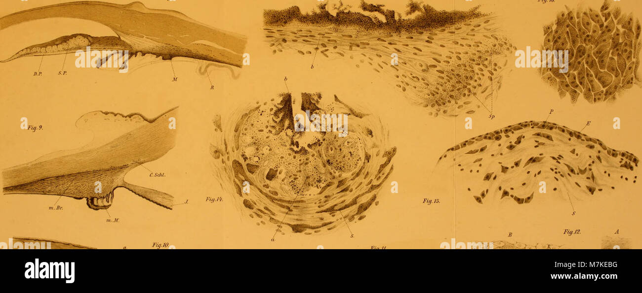 Archiv für mikroskopische Anatomie (1886) (19707481423) Stockfoto