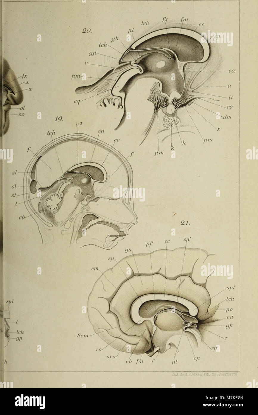 Archiv für mikroskopische Anatomie (1891) (20146671419) Stockfoto