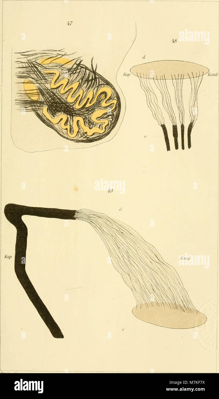 Archiv für mikroskopische Anatomie (1909) (20141635428) Stockfoto