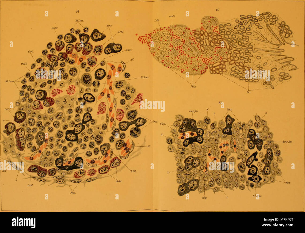 Ein wissenschaftliches Archiv aus den Jahren 1915–1916, das Studien in der mikroskopischen Anatomie dokumentiert und Fortschritte in der biologischen und anatomischen Forschung im frühen 20. Jahrhundert hervorhebt. Stockfoto