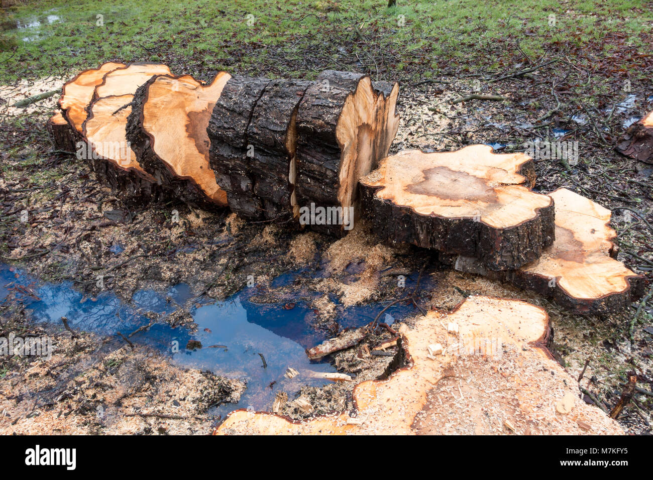 Gefällten Baum und Trunk in Scheiben von Protokollen auf dem Boden gestapelt gehackt Stockfoto