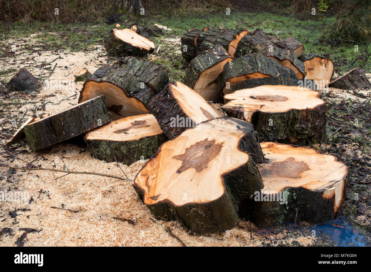 Gefällten Baum und Trunk in Scheiben von Protokollen auf dem Boden gestapelt gehackt Stockfoto