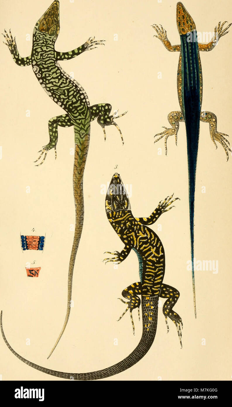 Archiv für Naturgeschichte (1879) (20322264352) Stockfoto