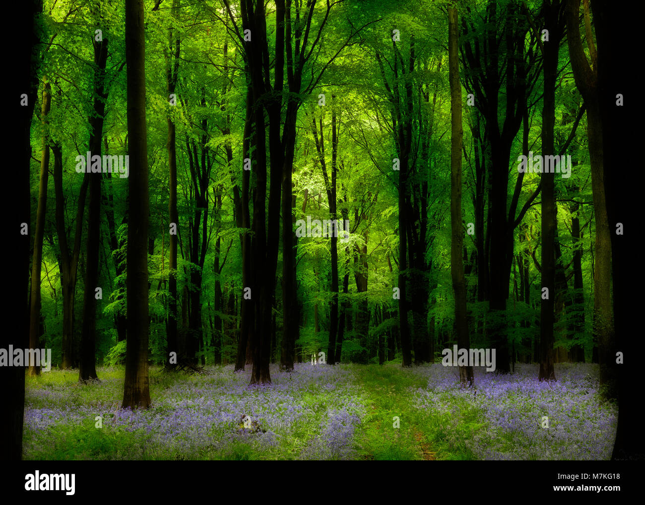 Eine dunkle und geheimnisvolle Micheldever Woods, Hampshire, in Großbritannien, während der Bluebell-Saison. Stockfoto