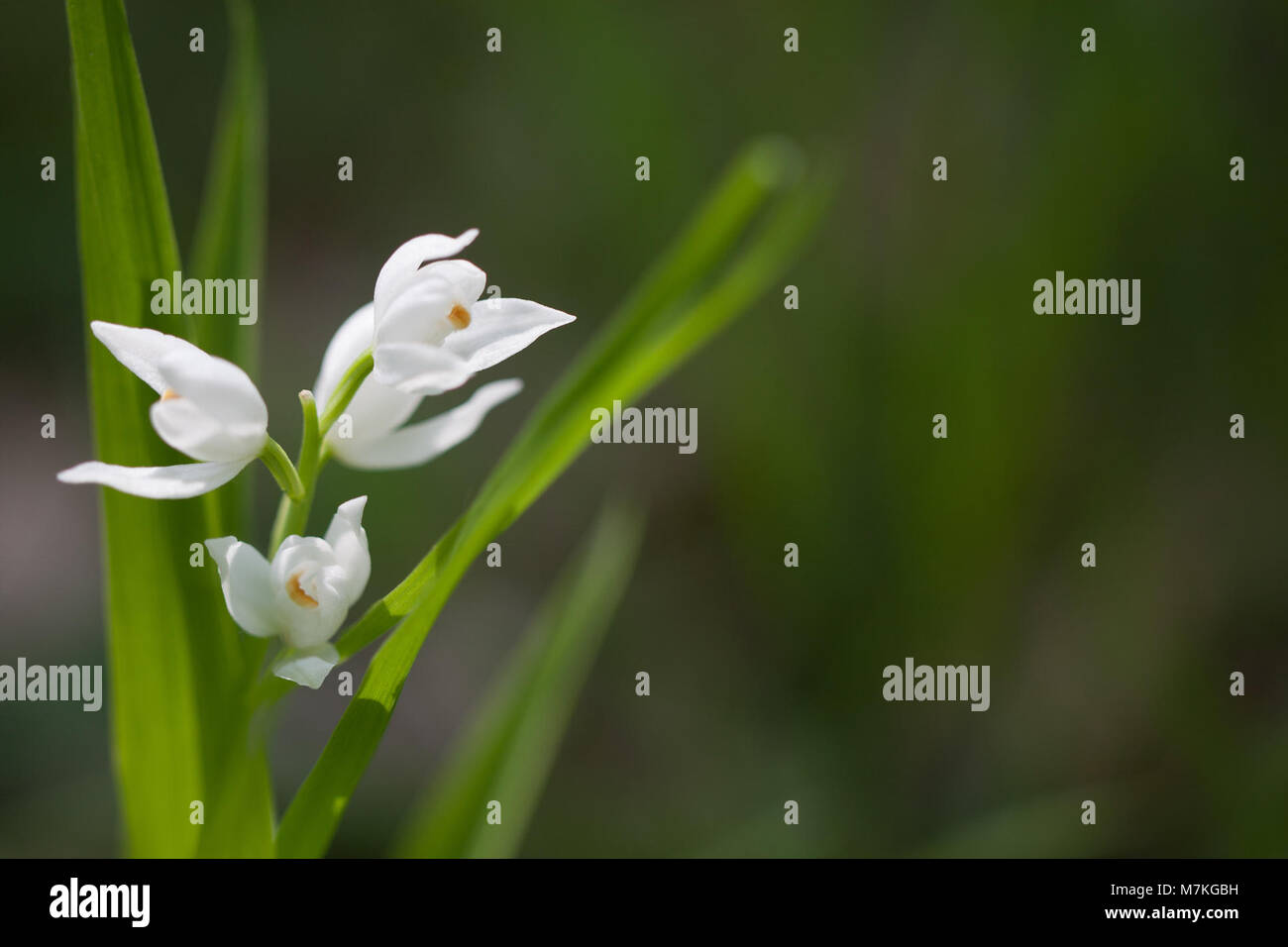 Cephalanthera longifolia, auch bekannt als die Schmalblättrige Helleborine, ist eine mehrjährige Orchideenart, die in Europa und Teilen Asiens beheimatet ist und an ihren schlanken Blättern und weißen Blüten in Waldgebieten wächst. Stockfoto