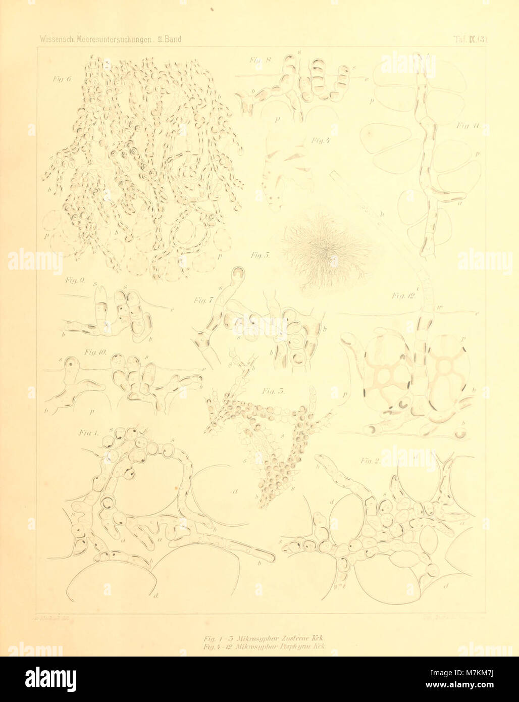 Studie zur morphologie von algen -Fotos und -Bildmaterial in hoher ...