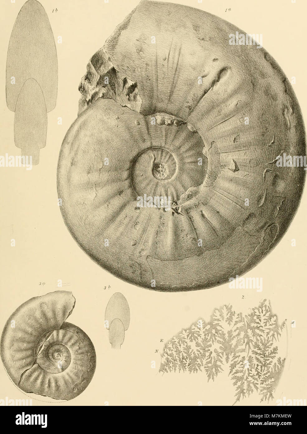 Beiträge zur Paläontologie Österreich-Ungarns und des orientiert (1883-1884) (20369746741) Stockfoto