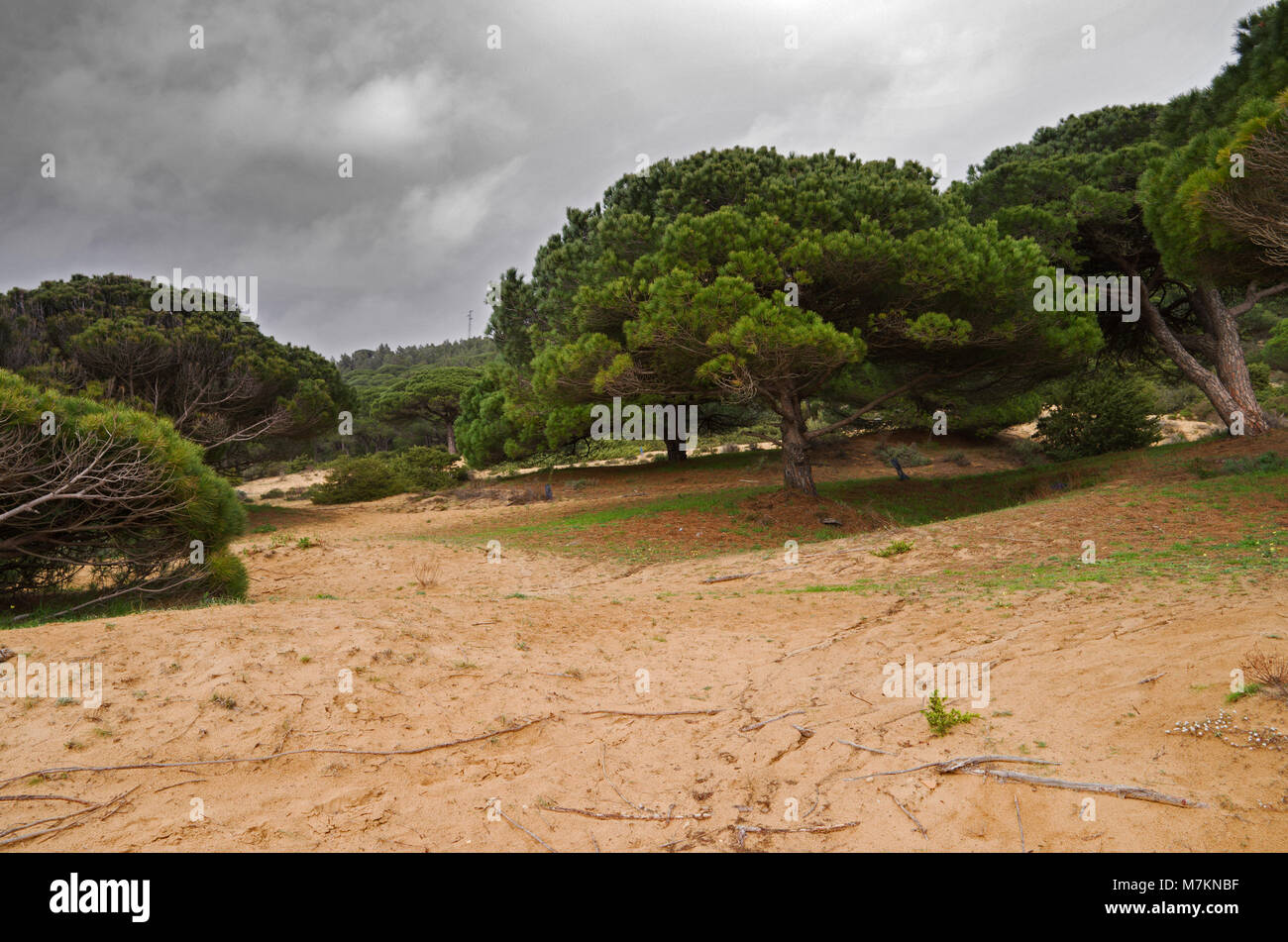 Breña y Marismas De Barbate Naturpark ist die 2. größte Coastal Reserve in der spanischen Region Andalusien. Hier werden gesehen, Pinien bewaldeten Küsten Pisten. Stockfoto