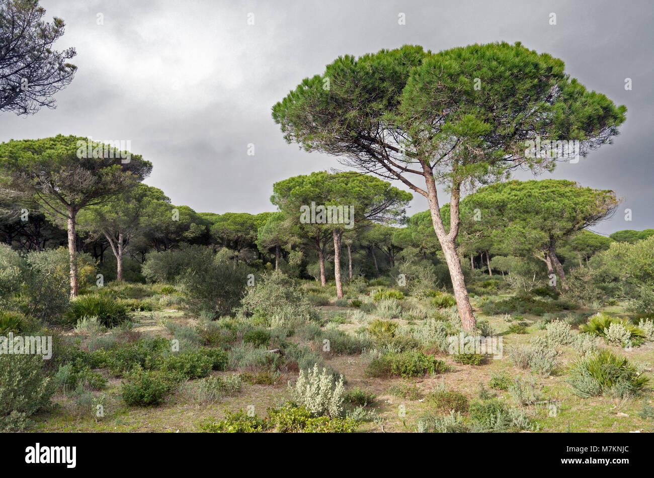 Breña y Marismas De Barbate Naturpark ist die 2. größte Coastal Reserve in der spanischen Region Andalusien. Hier werden gesehen, Pinien bewaldeten Küsten Pisten. Stockfoto